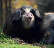 Las características especiales de rusticidad de la raza porcina Celta le permiten una perfecta adaptación a las condiciones de hábitat de los bosques autóctonos gallegos