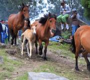 Imaxe da festa de Sabucedo