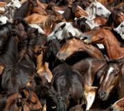 Imagen de la Rapa das Bestas de Sabucedo