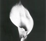 Zantedeschia aethiopica
