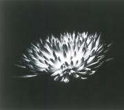 Chrysanthemum