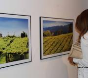 Una joven observa los viñedos de la zona de Rías Baixas donde se produce el vino albariño.