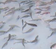 image70968_4