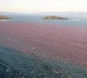 Marea roja