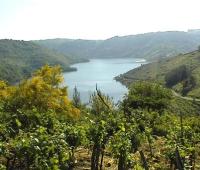 XXVIII Feira do Viño de Amandi 1